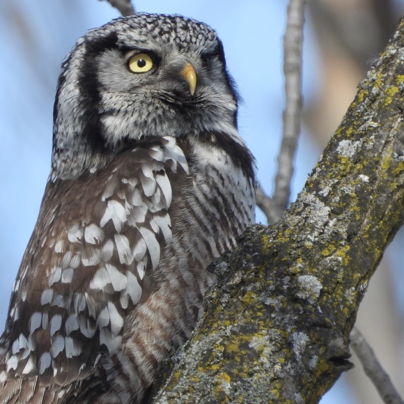 Meet the Posher - Picture 4 of 4